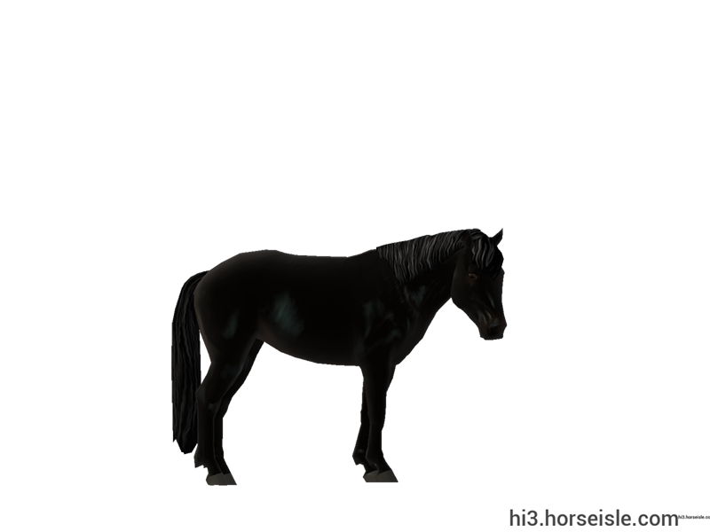 Sable Island Horse Ebony Black Coat